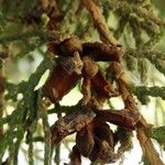 Chamaecyparis thyoides Fruit