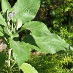 Solanum mauritianum Liść