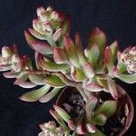 Echeveria pulvinata 葉