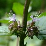 Mentha x piperita Sonstige