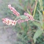 Persicaria lapathifolia Цвят