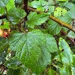 Rubus moluccanus Лист