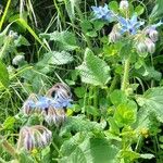 Borago officinalisBlomst