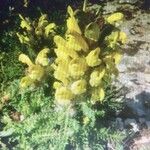 Pedicularis comosa Цветок