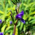 Aristea ecklonii Λουλούδι