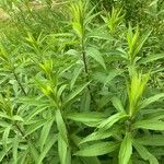 Solidago altissima Blatt