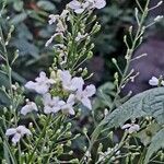 Armoracia rusticana Квітка