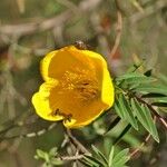 Hypericum lanceolatum Flower
