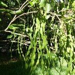 Arthroclianthus angustifolius Habitus