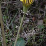 Taraxacum obovatum 花