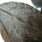 Casearia acuminata Інше