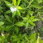 Amsonia orientalis Leaf