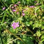 Geranium palustreफूल