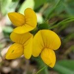Lotus parviflorus 花