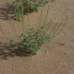 Chascanum marrubiifolium ശീലം