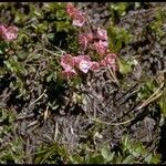 Kalmia polifolia Habitus