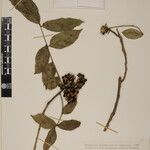 Zanthoxylum oxyphyllum Otro