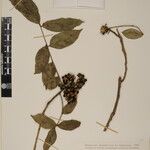 Zanthoxylum oxyphyllum Anders