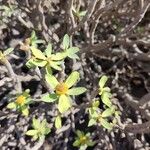 Euphorbia balsamiferaFlower