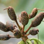 Rhododendron × geraldii Fruit