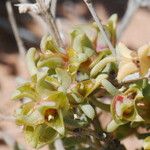 Nucularia perrinii Otro