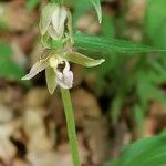 Epipactis helleborineFiore