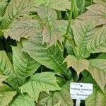 Rodgersia podophylla Ostatní