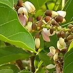 Pongamia pinnata Floare