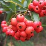 Pyracantha coccineaFruchs