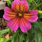 Salpiglossis sinuata Çiçek