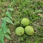 Juglans nigra Fruit