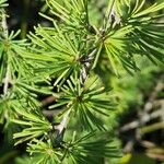 Larix laricina Лист