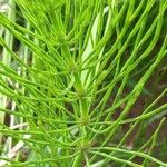 Equisetum arvense Φύλλο