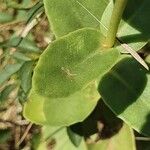 Sedum telephium Leaf