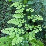 Adiantum raddianum Leaf