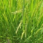 Oryza sativa Листок