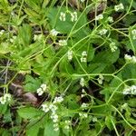 Valeriana woodsiana Flower