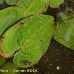 Caldesia parnassifolia Leaf