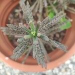 Bryophyllum delagoense Virág