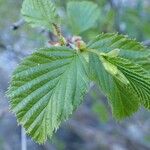 Alnus alnobetula Liść