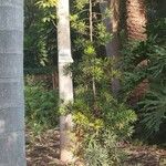 Podocarpus macrophyllus Levél