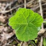 Tellima grandiflora पत्ता