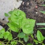 Ipomoea nil Feuille