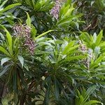 Limonium dendroides Libunga