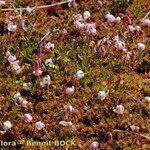 Vaccinium microcarpum Habitus