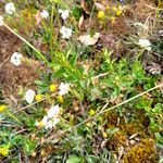 Arabis ciliata Kwiat