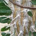 Alluaudia ascendens Corteza