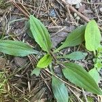 Plantago rugelii Folha