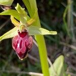 Ophrys sphegodes 花