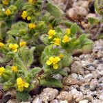 Hemizonella minima Flower